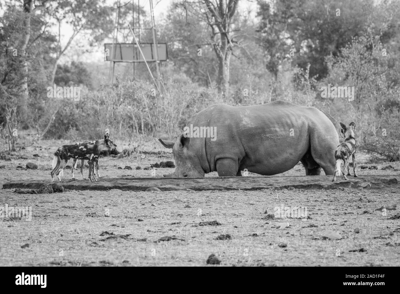 African cani selvatici guardando un rinoceronte bianco in bianco e nero. Foto Stock