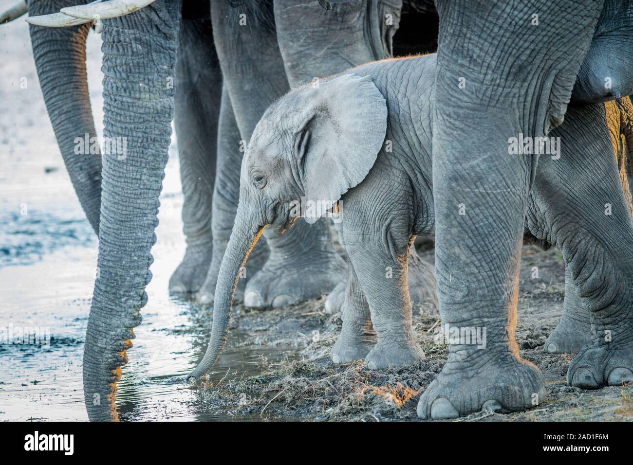 Un giovane elefante potabile vitello tra le gambe di elefanti per adulti. Foto Stock