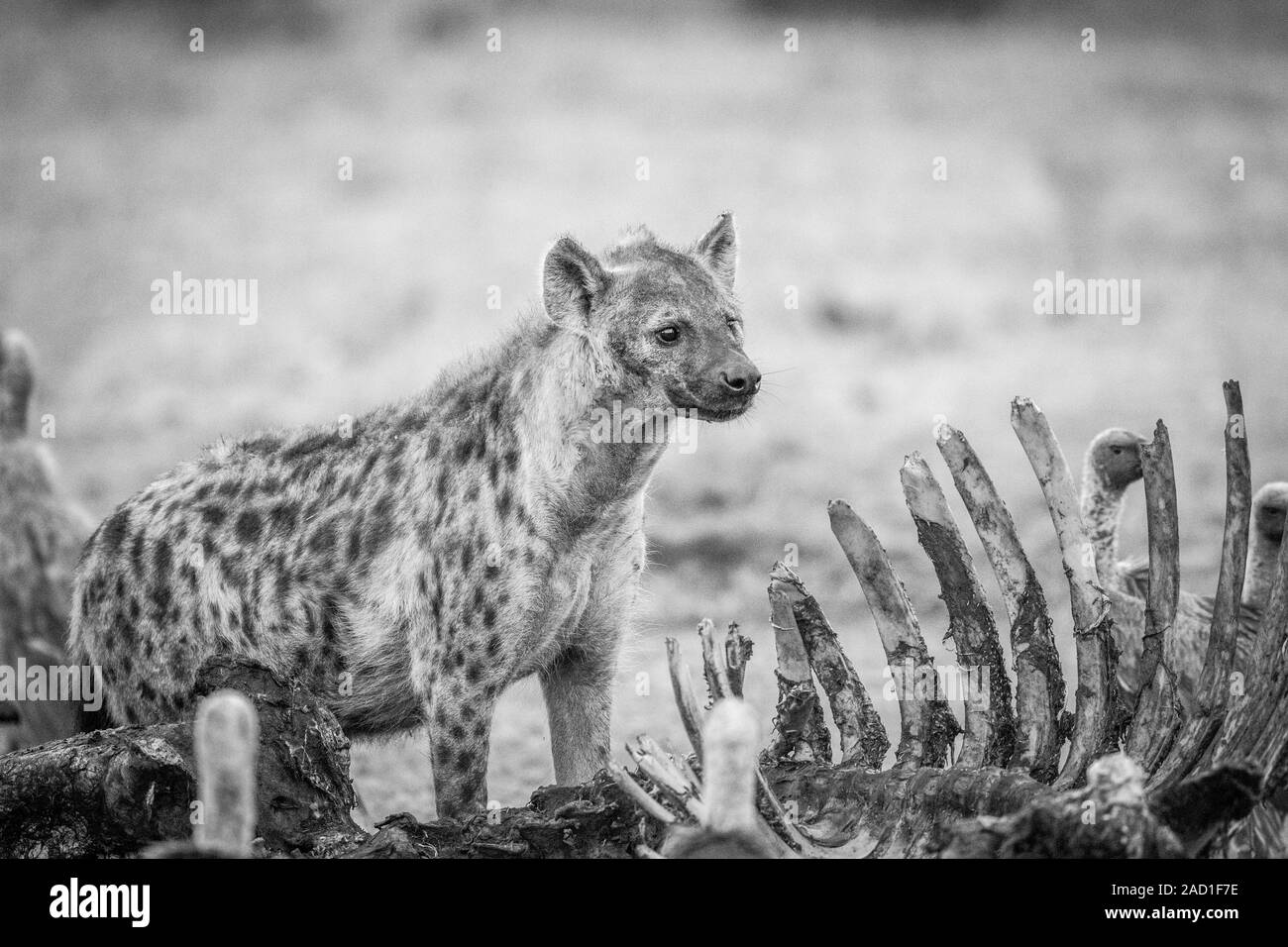 Avvistato iena a una carcassa con gli avvoltoi in bianco e nero. Foto Stock