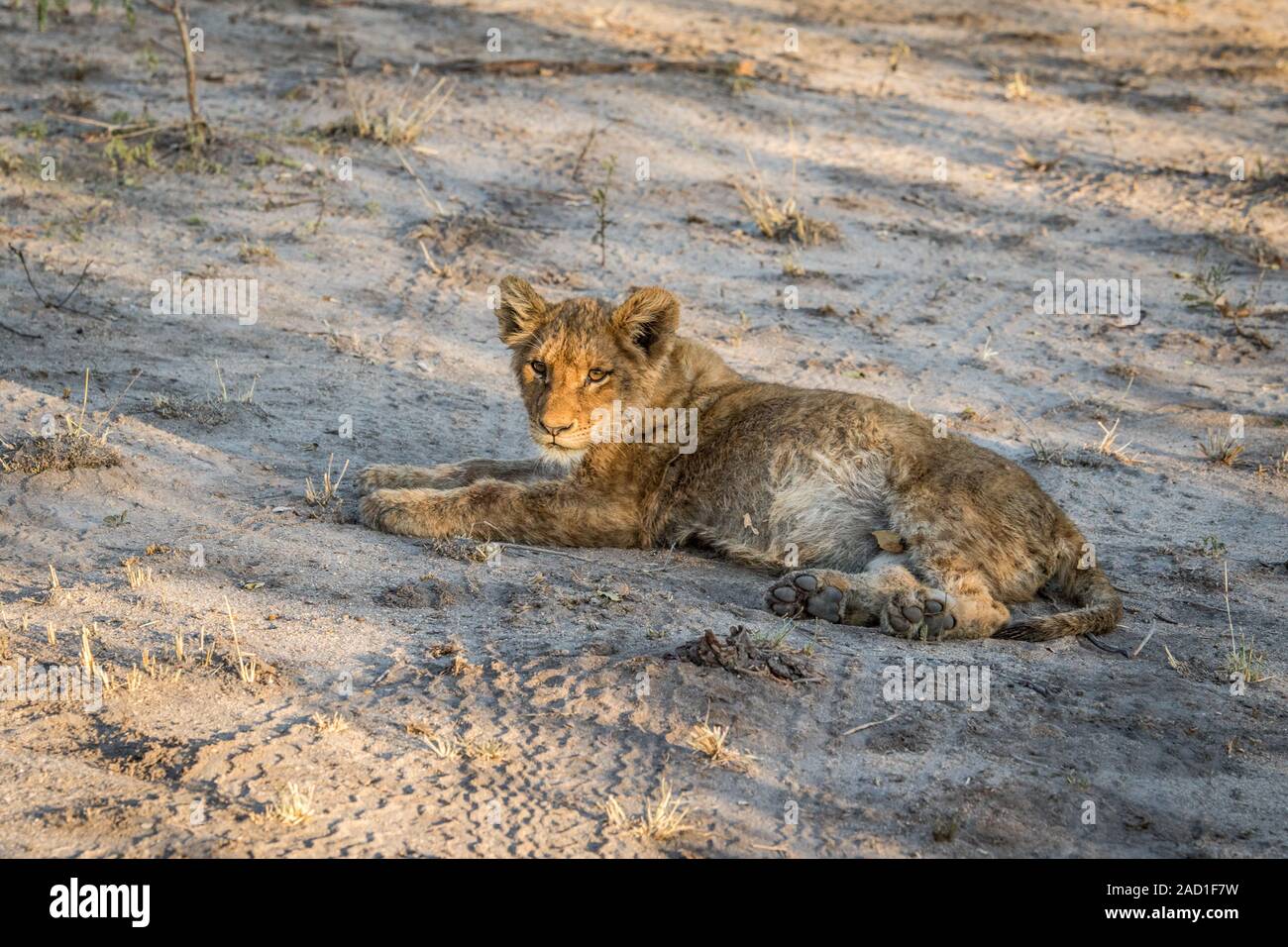 Lion cub recante nella sporcizia nel Sabi Sabi Game Reserve. Foto Stock