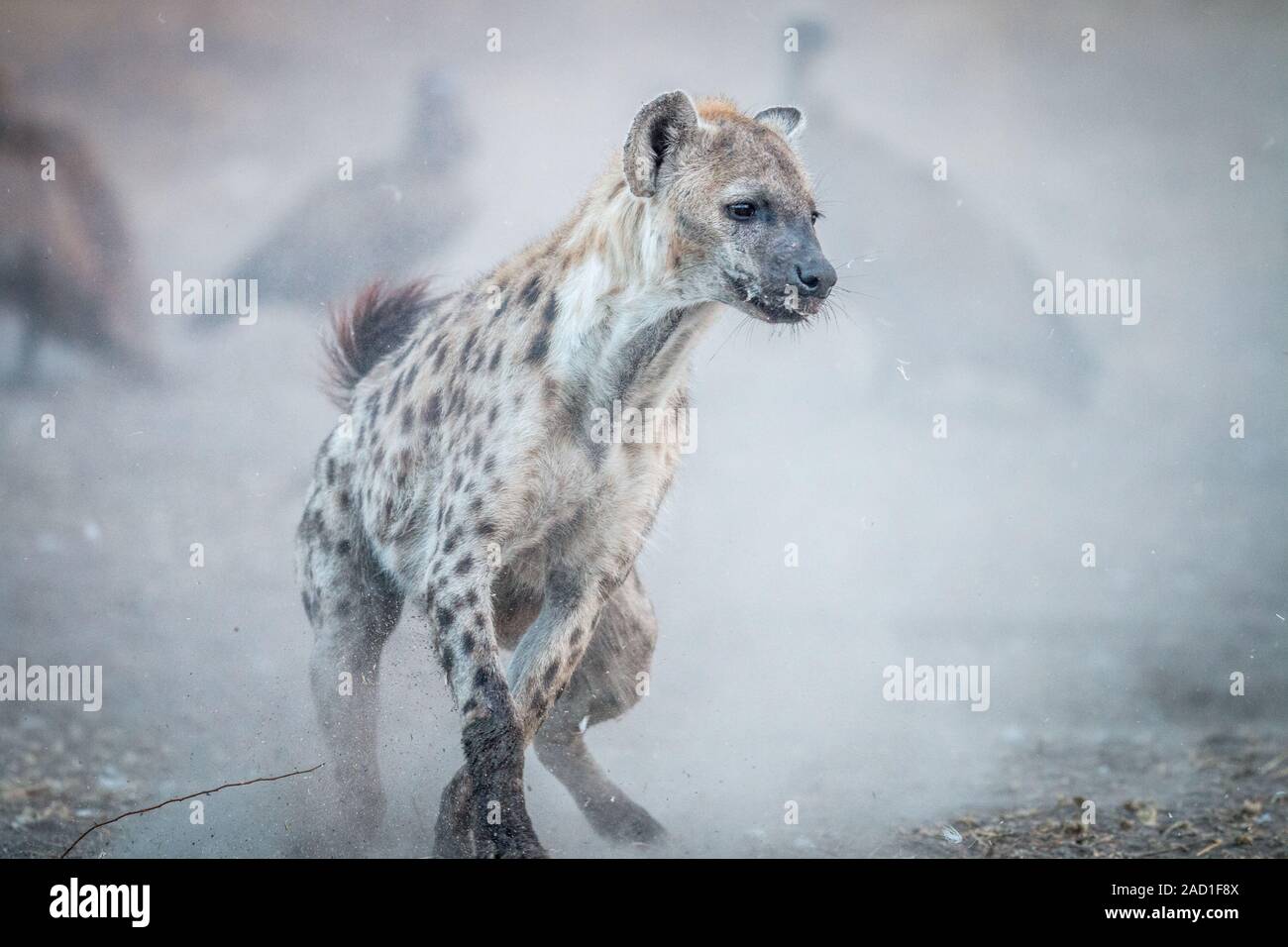 Esecuzione Spotted hyena con gli avvoltoi in background. Foto Stock