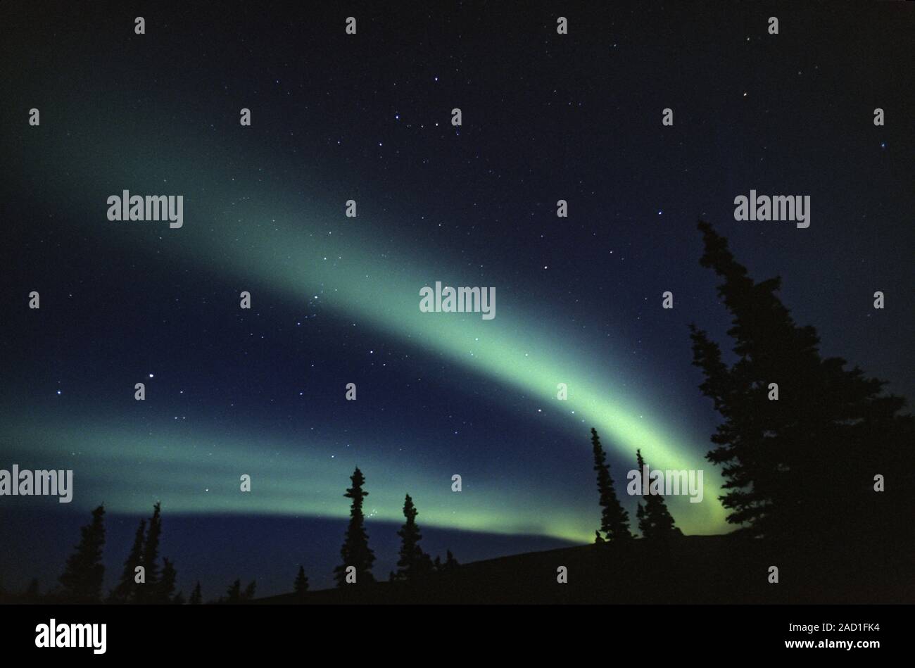 Luci del nord al cielo notturno / Parco Nazionale di Denali - Alaska Foto Stock