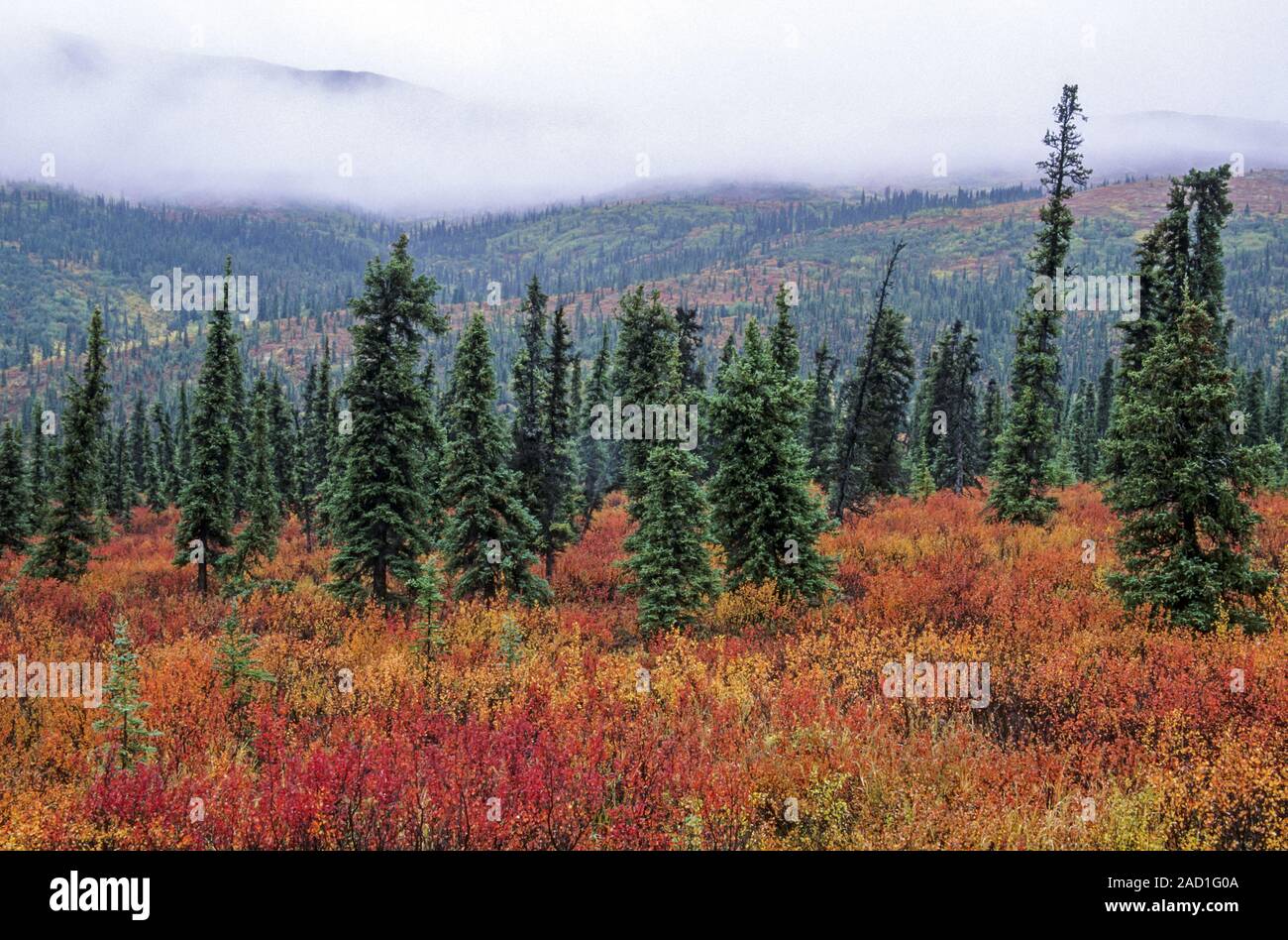 La tundra paesaggio con Dwarf betulle e abeti rossi in estate indiana / Denali Nationalpark - Alaska Foto Stock