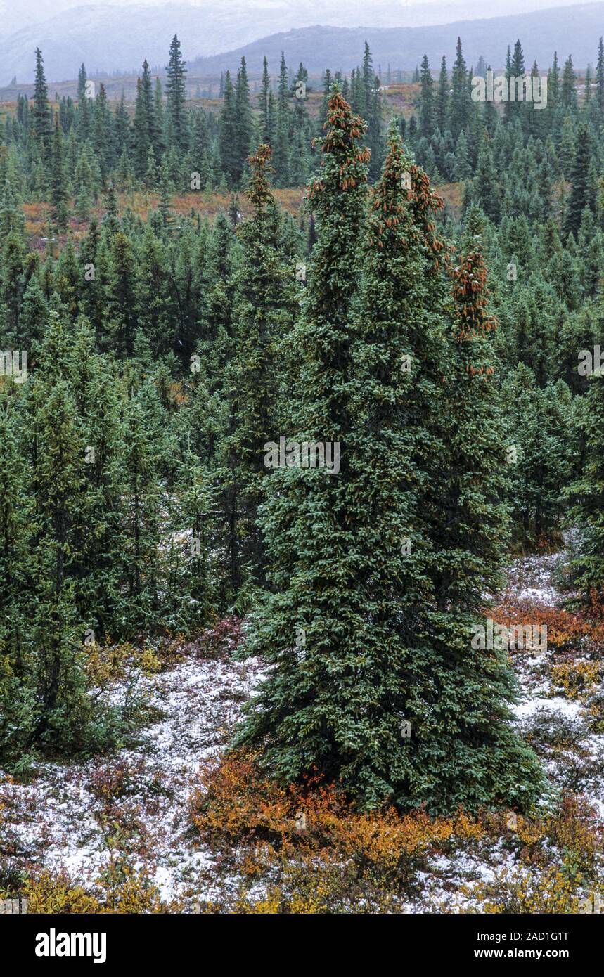 Abeti bianchi e tundra paesaggio in estate indiana / Parco Nazionale di Denali - Alaska Foto Stock