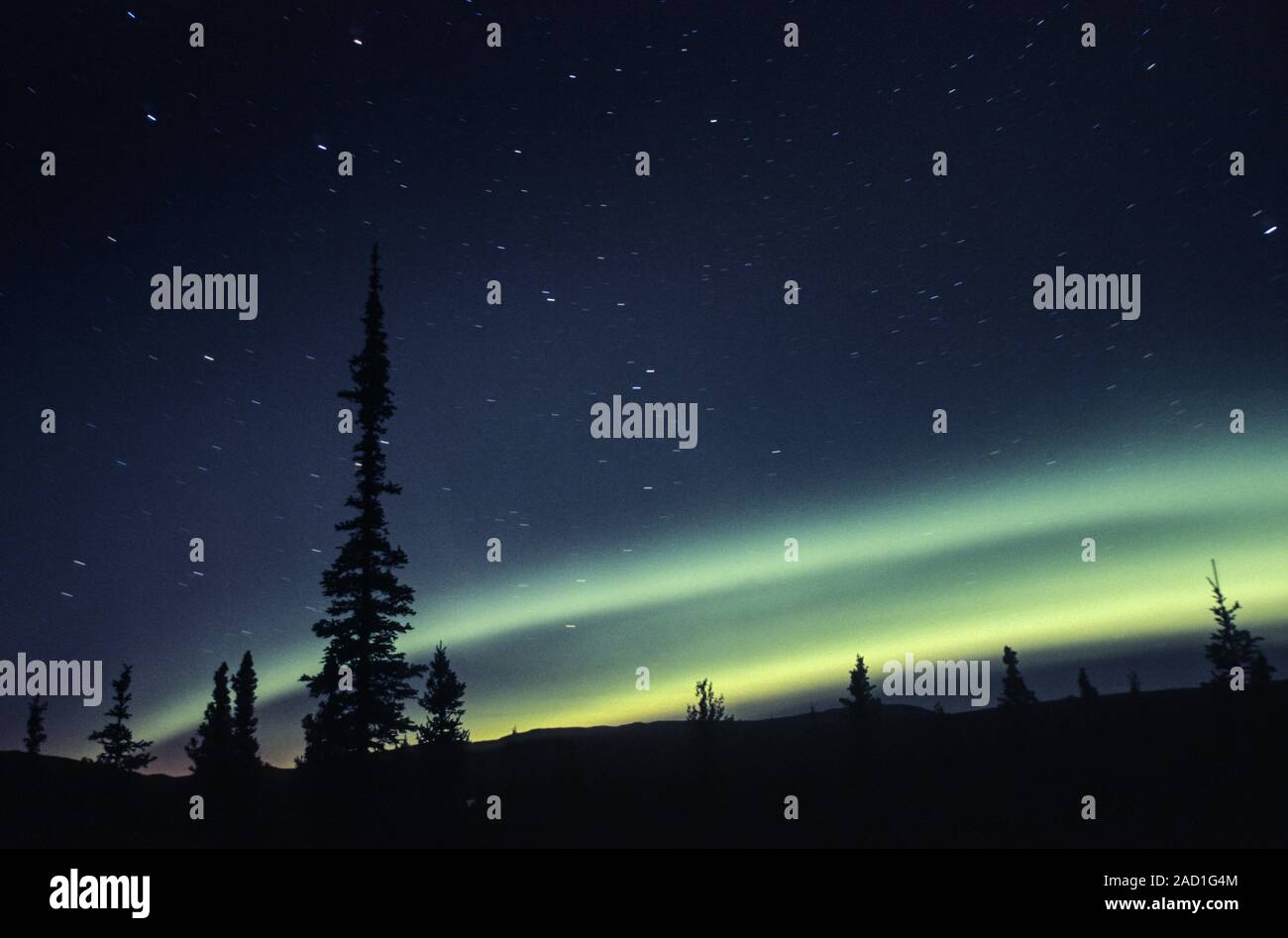 Luci del nord al cielo notturno / Parco Nazionale di Denali - Alaska Foto Stock