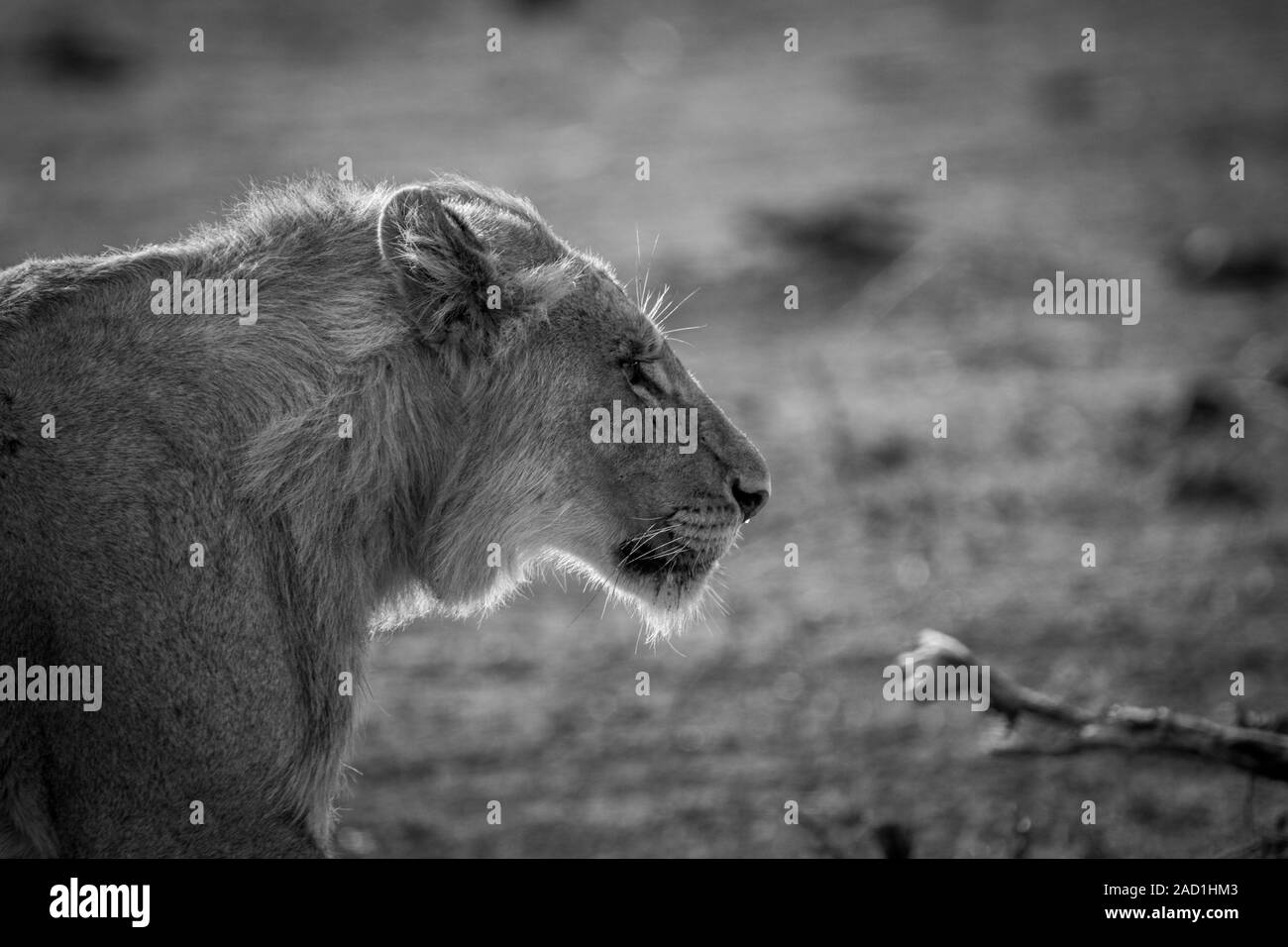 Profilo laterale di un giovane leone maschio in bianco e nero. Foto Stock