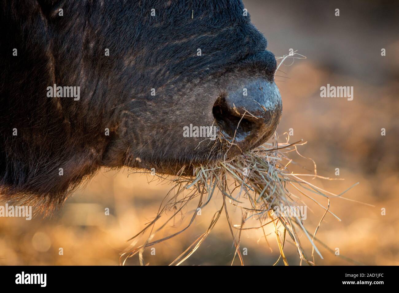 Una chiusura di un bufalo mangiare erba. Foto Stock Una chiusura di un bufalo mangiare erba. Foto Stock