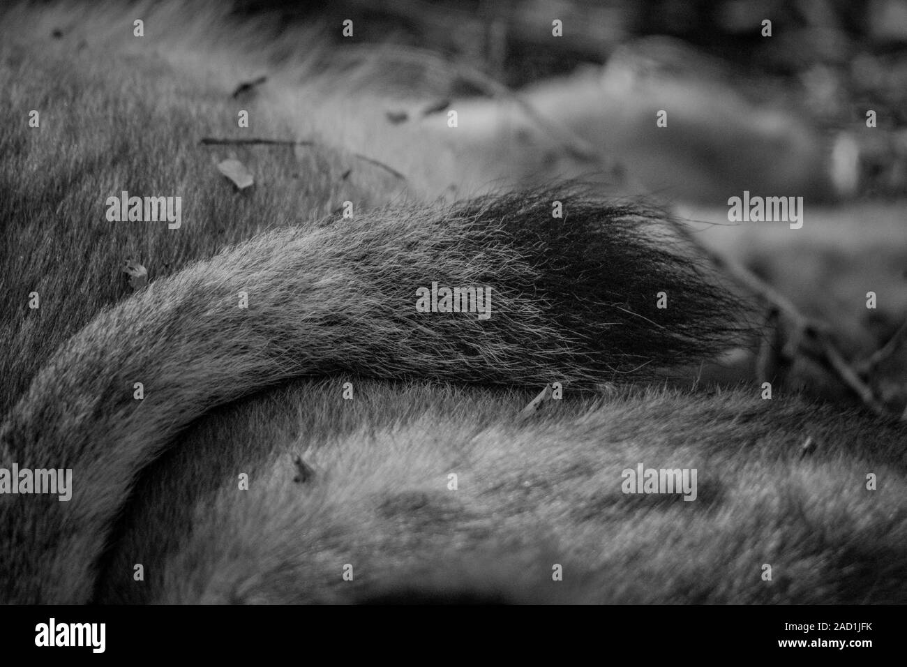 Leone la coda in bianco e nero. Foto Stock