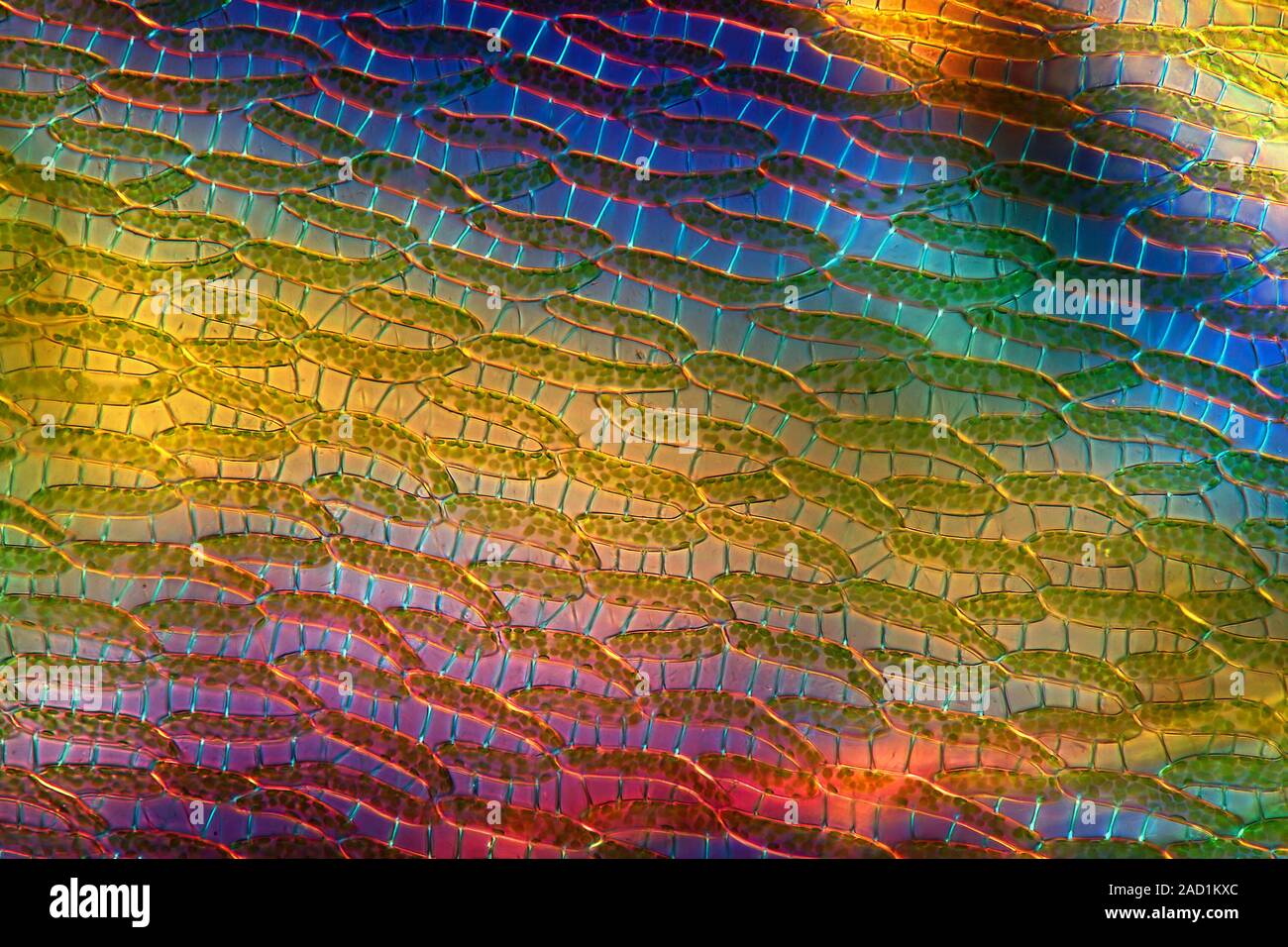 Sphagnum moss. La luce polarizzata micrografia di una sezione di Sphagnum sp. tessuto di muschio, mostrando le sue cellule. Ingrandimento: x200 quando vengono stampate 10 centim Foto Stock