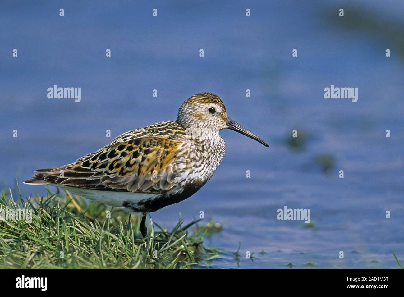 Dunlin, la maggior parte delle razze in assistenza è fornita dal maschio, femmina lascia la zona di allevamento Foto Stock