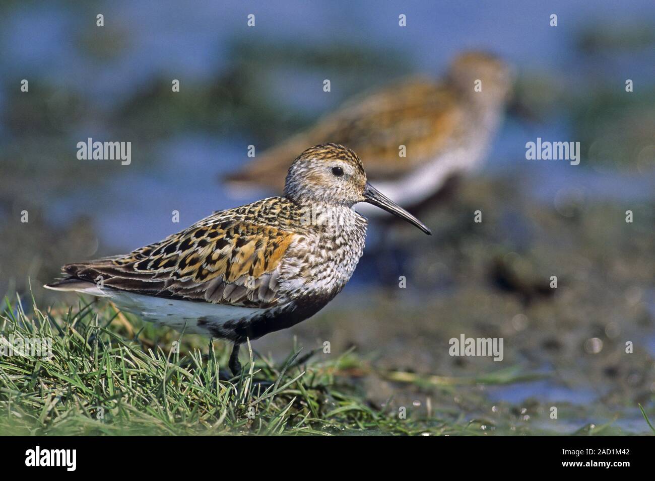 Dunlin, la femmina depone generalmente 4 uova - (Foto uccelli adulti in allevamento del piumaggio) Foto Stock