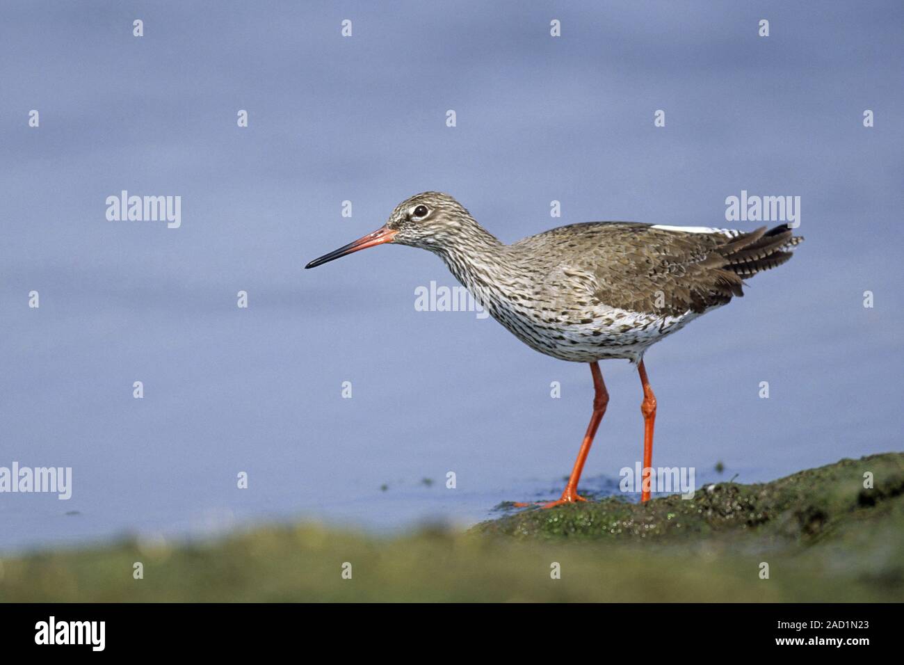 Common Redshank nidi sul terreno - (foto uccello adulto in allevamento del piumaggio) / Tringa totanus Foto Stock