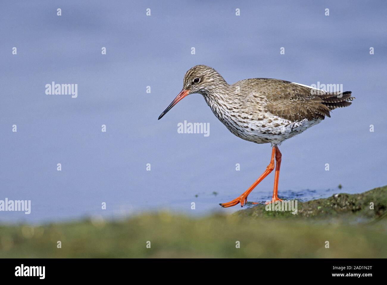 Common Redshank, entrambi i sessi incubare per 3 a 5 uova - (foto uccello adulto in allevamento del piumaggio) Foto Stock