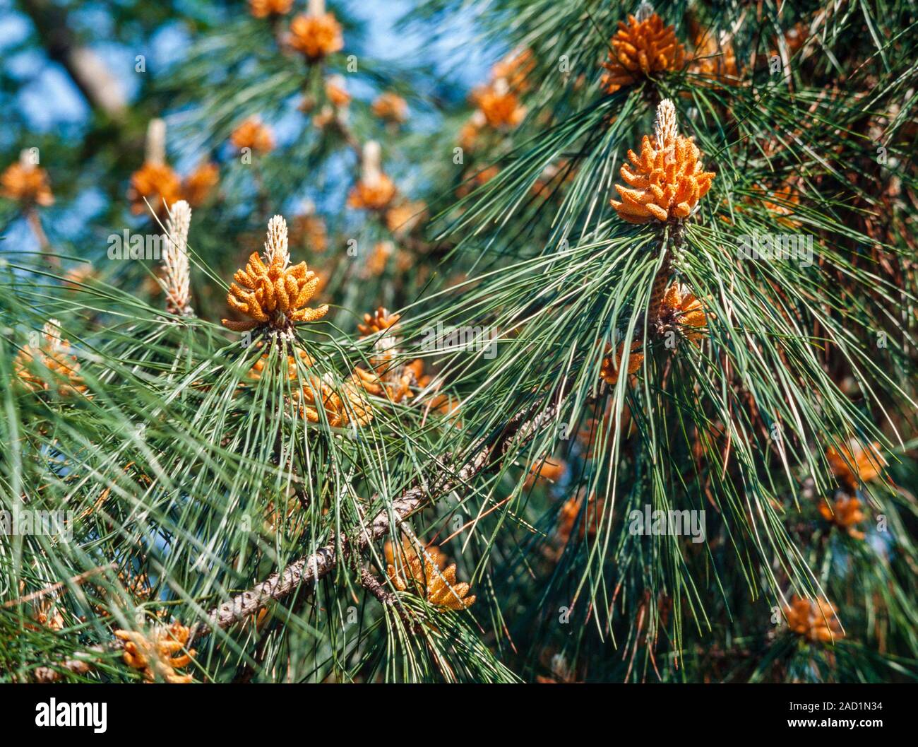 Pino, Pinus sp. giovani coni in via di sviluppo Foto Stock