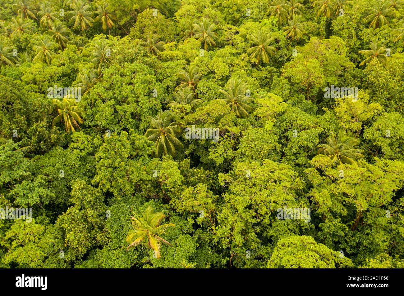 Visto dall'occhio di un uccello, spessa e baldacchino verde di una foresta pluviale sani nasconde il sottobosco di una remota isola tropicale in Papua Nuova Guinea. Foto Stock