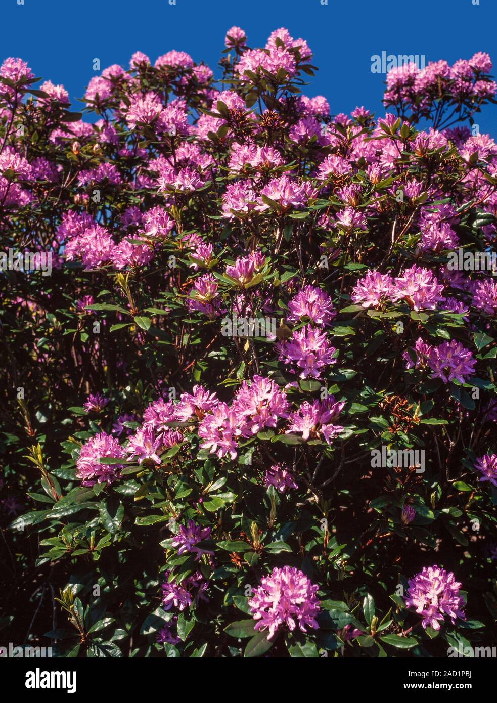 Arbusto di rododendro in fiore, rosa luminoso fioriture di magenta Foto Stock