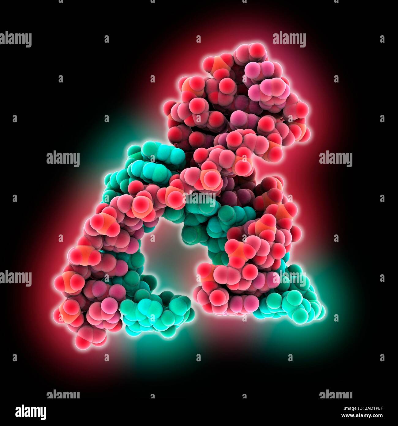 Il ribozima Hammerhead, modello molecolare. I ribozimi sono RNA (acido