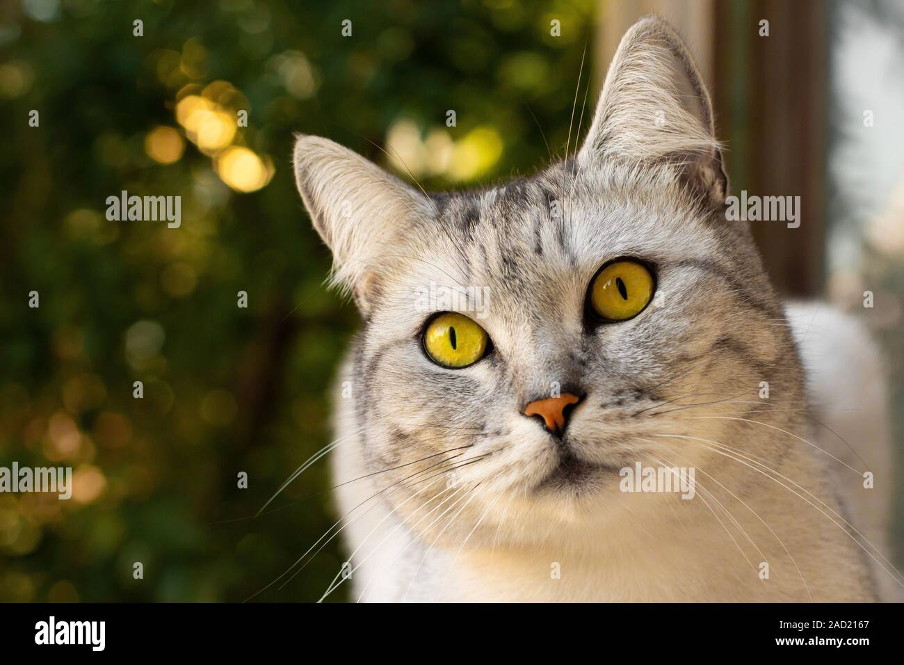 Cute cat ritratto, offuscata albero di Natale sullo sfondo. Scottish inv. Gli animali da compagnia e adorabile gatti concept Foto Stock
