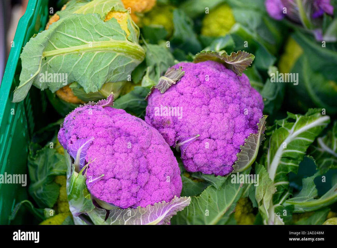 Lilla teste di cavolfiore in una cassa verde Foto Stock