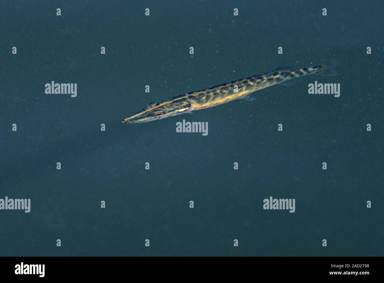 Il luccio del nord è una specie di pesci carnivori - (Jackfish - Photo novellame) Foto Stock