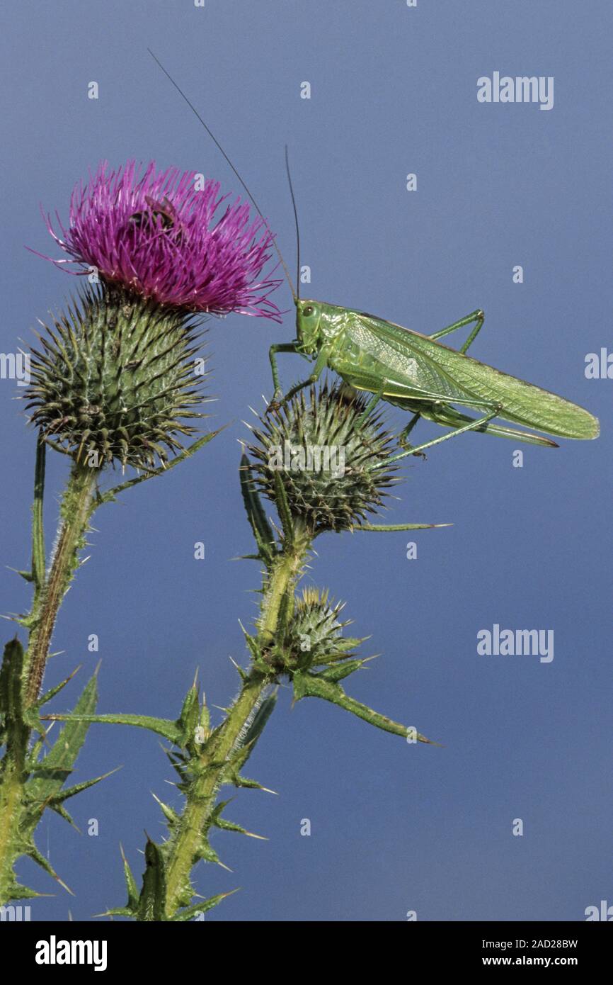 Grande macchia verde-cricket è attivo nel giorno e notte / Tettigonia viridissima Foto Stock