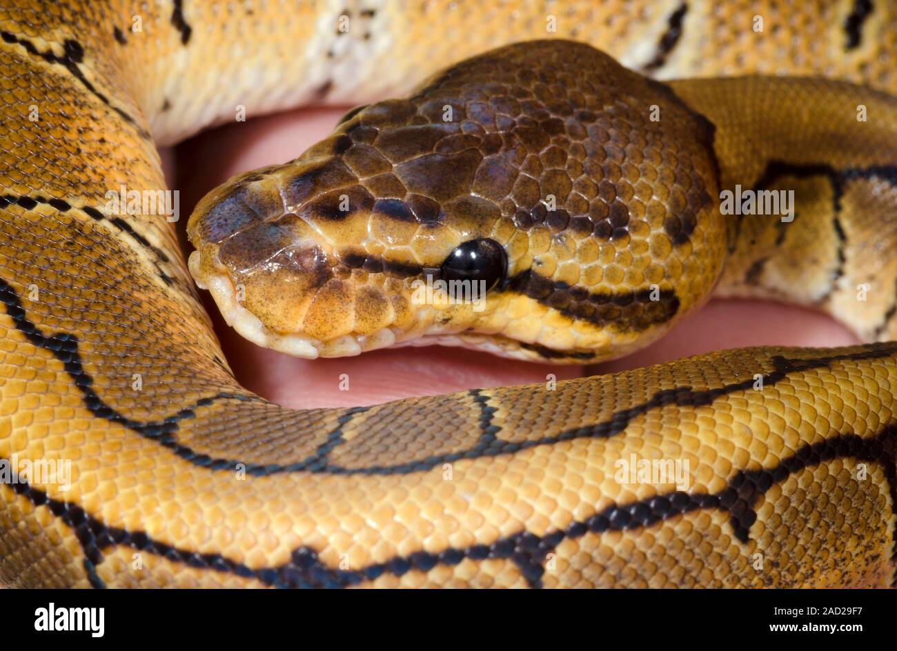 Gessato royal python. Close-up della testa di un colore gessato morph del royal python (Python regius) che mostra il box sensoriale (inferiore destro) AB Foto Stock