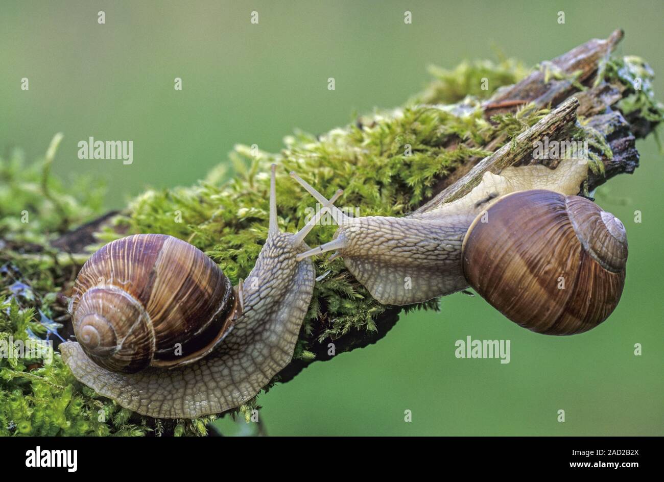La Borgogna lumaca è una grande aria-terra che respira va a passo di lumaca - (Lumaca Romano - Foto riunione) / Helix pomatia Foto Stock