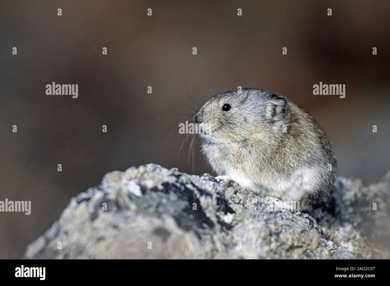 Acciuffato Pika, ogni individuo di preservare il proprio territorio e di difenderla con pieno vigore Foto Stock