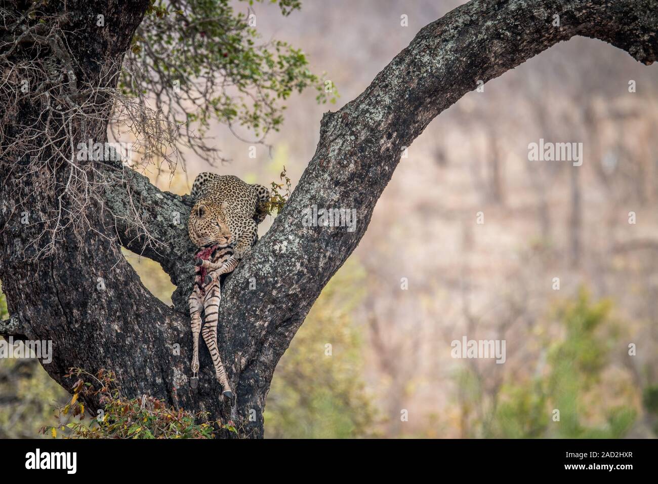 Alimentazione di Leopard su una zebra in una struttura ad albero. Foto Stock