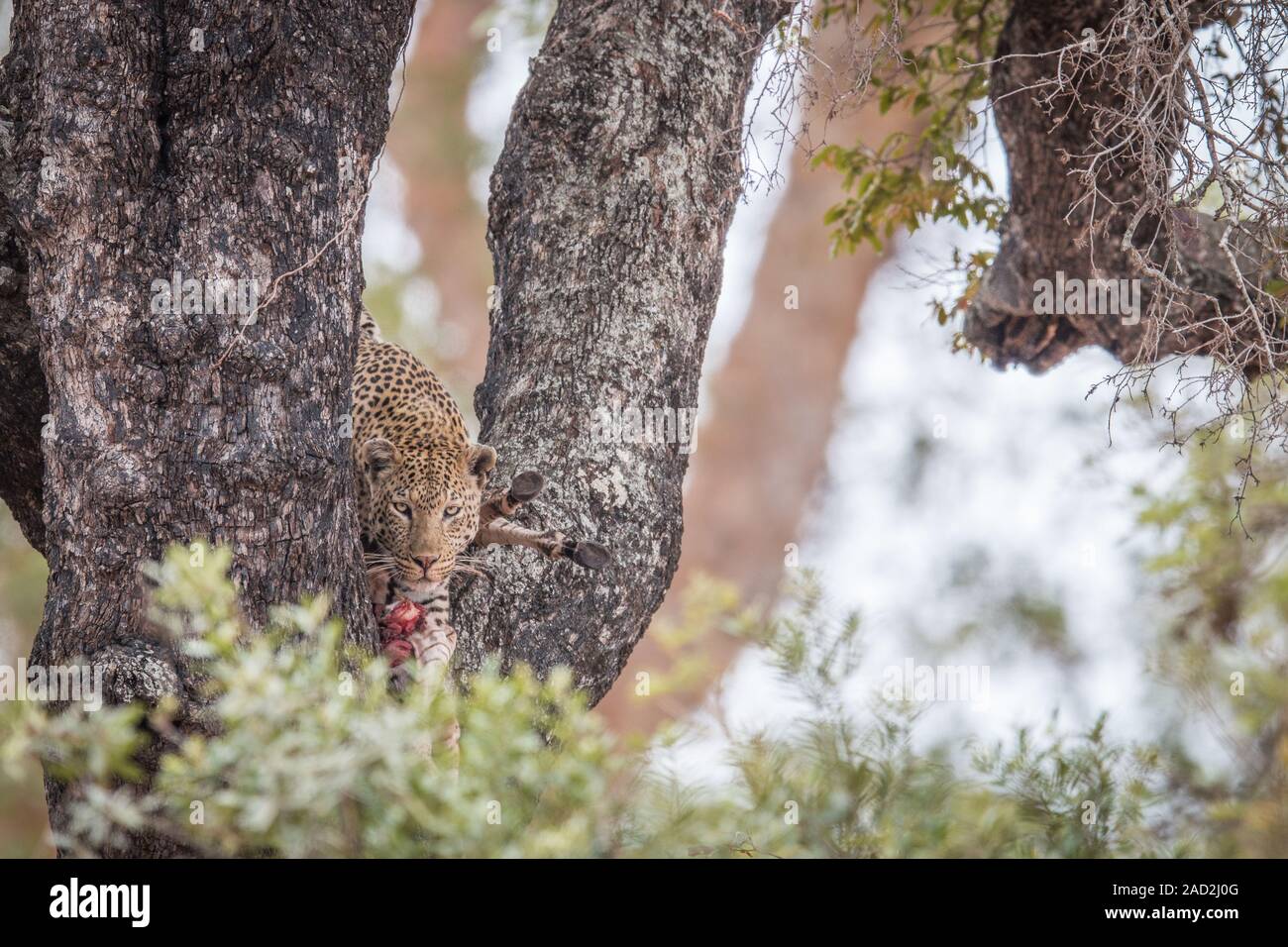 Alimentazione di Leopard su una zebra in una struttura ad albero. Foto Stock