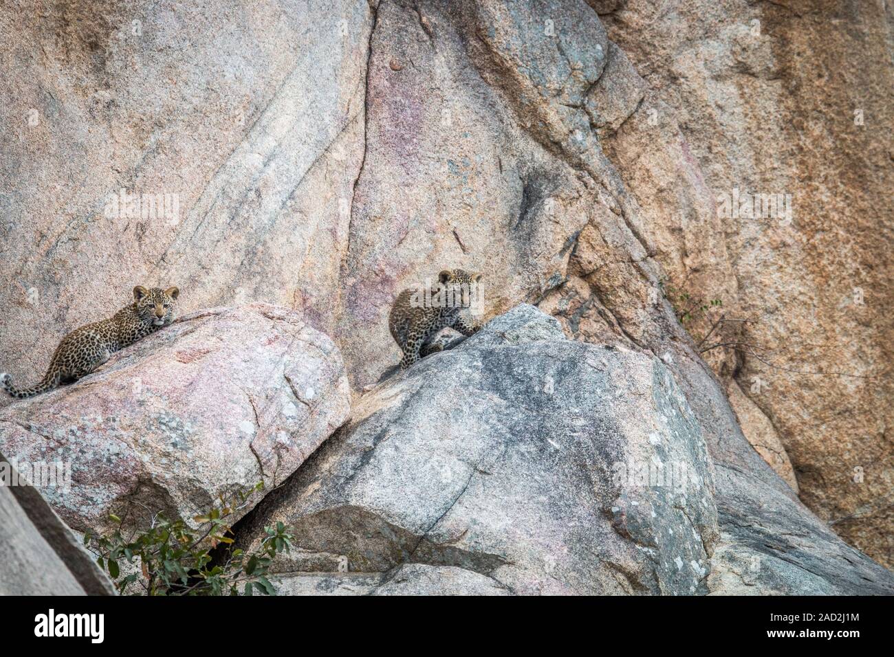 Due cuccioli di Leopard su rocce. Foto Stock