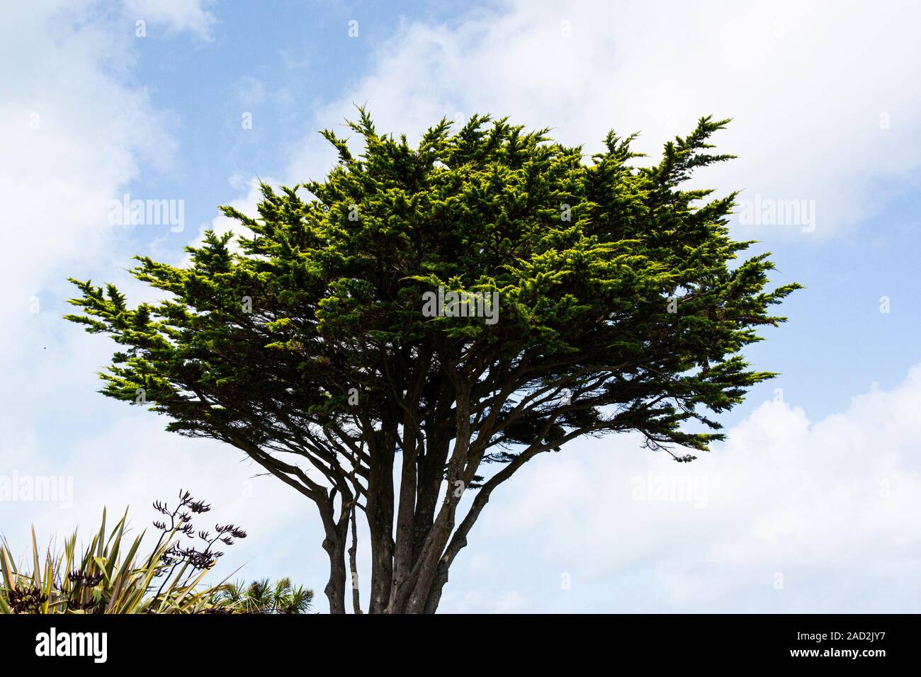 Un cipresso di Monterey (Hesperocyparis macrocarpa) che cresce sull'isola di St Mary, Isole Scilly Foto Stock