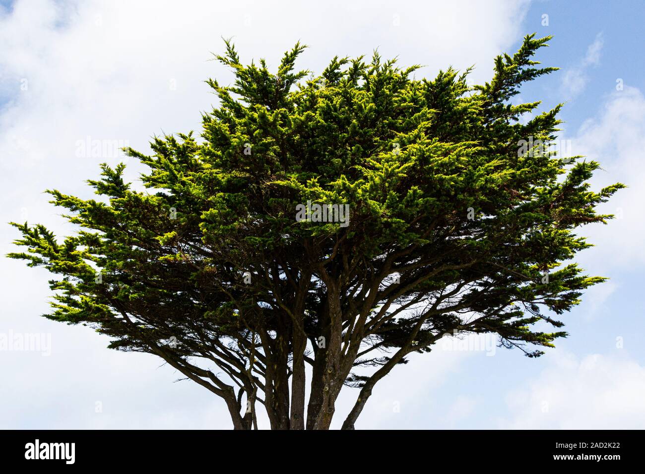 Un cipresso di Monterey (Hesperocyparis macrocarpa) Foto Stock