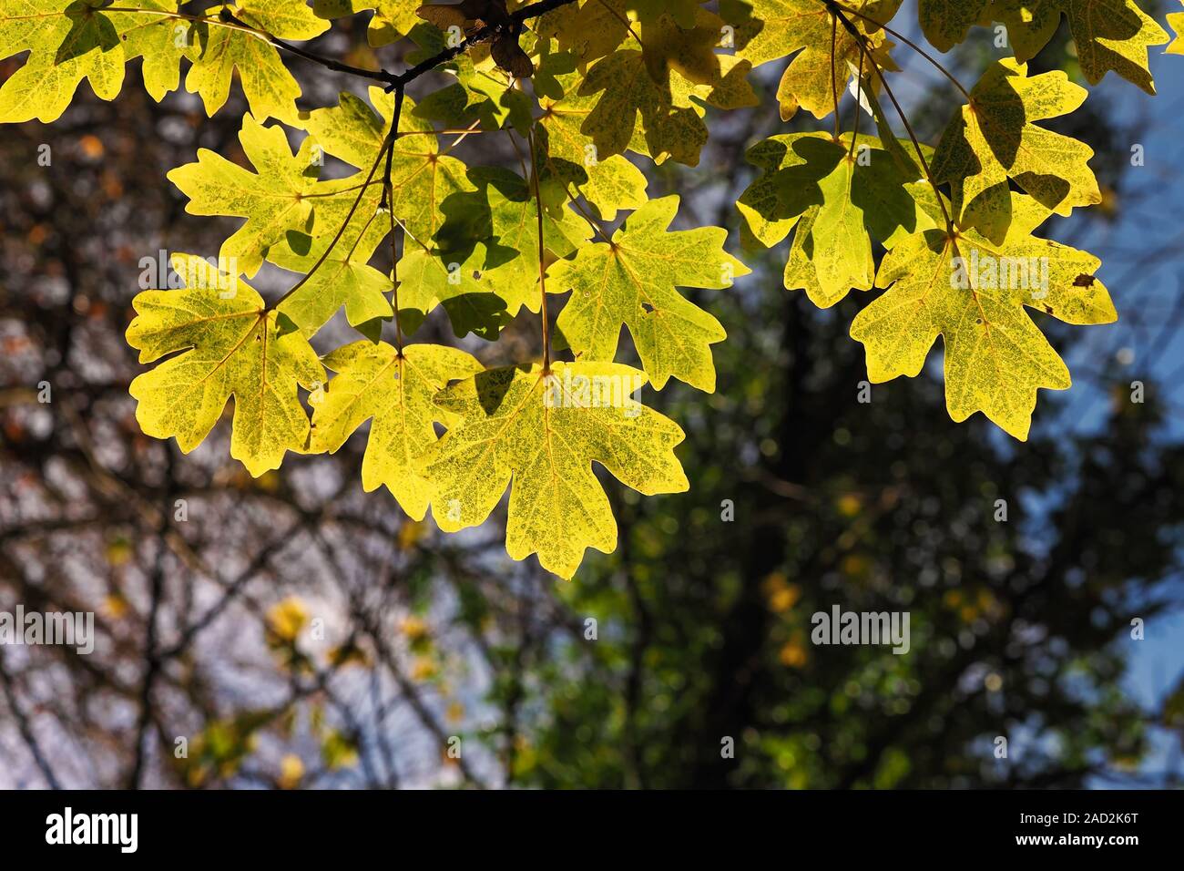 Retroilluminato con foglie di platano (Acer pseudoplatanus) nei colori dell'autunno. Tipperary, Irlanda Foto Stock