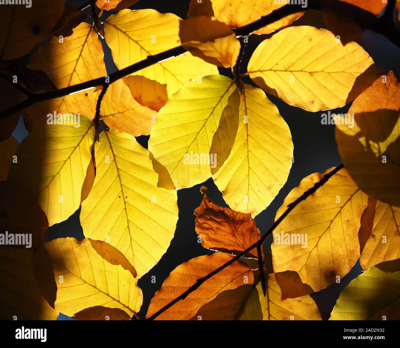 Mazzetto di retroilluminato con foglie di faggio (Fagus sylvatica) nel bosco in autunno. Tipperary, Irlanda Foto Stock