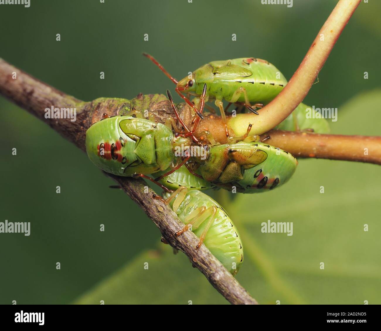 Gruppo di Betulla Shieldbug ninfe (Elasmostethus interstinctus) sulla betulla. Tipperary, Irlanda Foto Stock