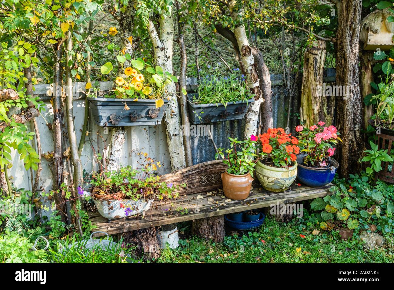 Colori d'autunno con vista sul giardino con i vasi da fiori colorati su un banco di lavoro tra le betulle recinto. Foto Stock