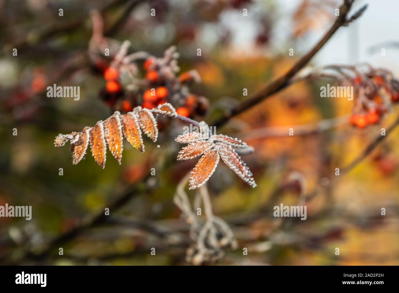 Le foglie congelate di rowan al sole di mattina di autunno Foto Stock