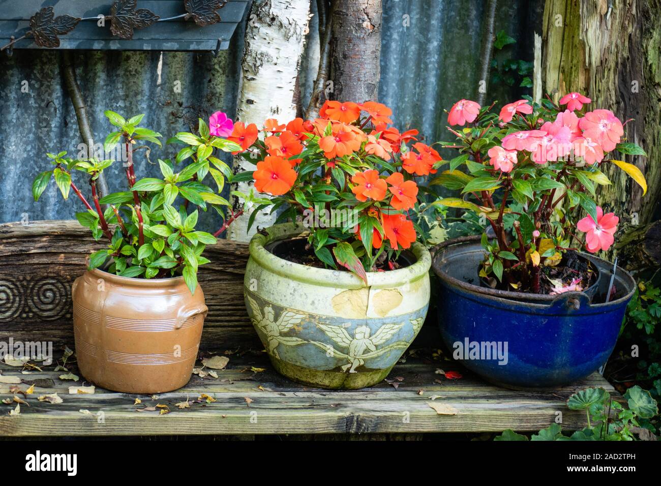 Rosso e rosa occupato Lizzie fiori in terracotta colorata e vasi di terracotta e piantatrici. Foto Stock