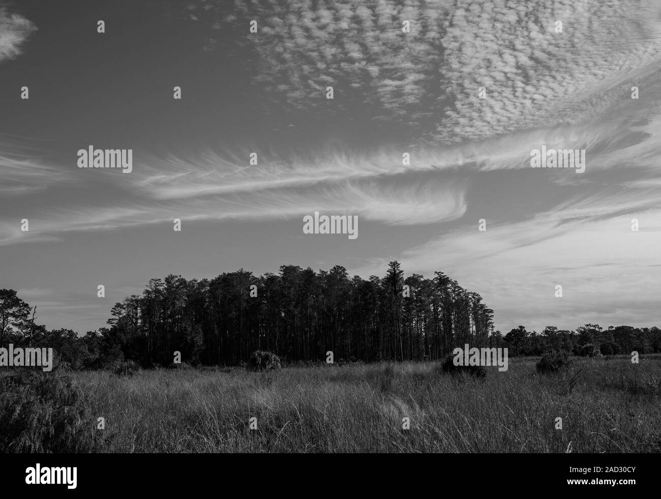 La Nature Conservancy è 11.500 acri di natura selvaggia Disney preservare vicino a Kissimmee, Florida ha la fauna selvatica e escursionismo. Foto Stock