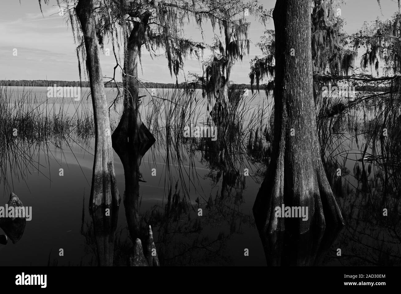 La Nature Conservancy è 11.500 acri di natura selvaggia Disney preservare vicino a Kissimmee, Florida ha la fauna selvatica e escursionismo. Foto Stock