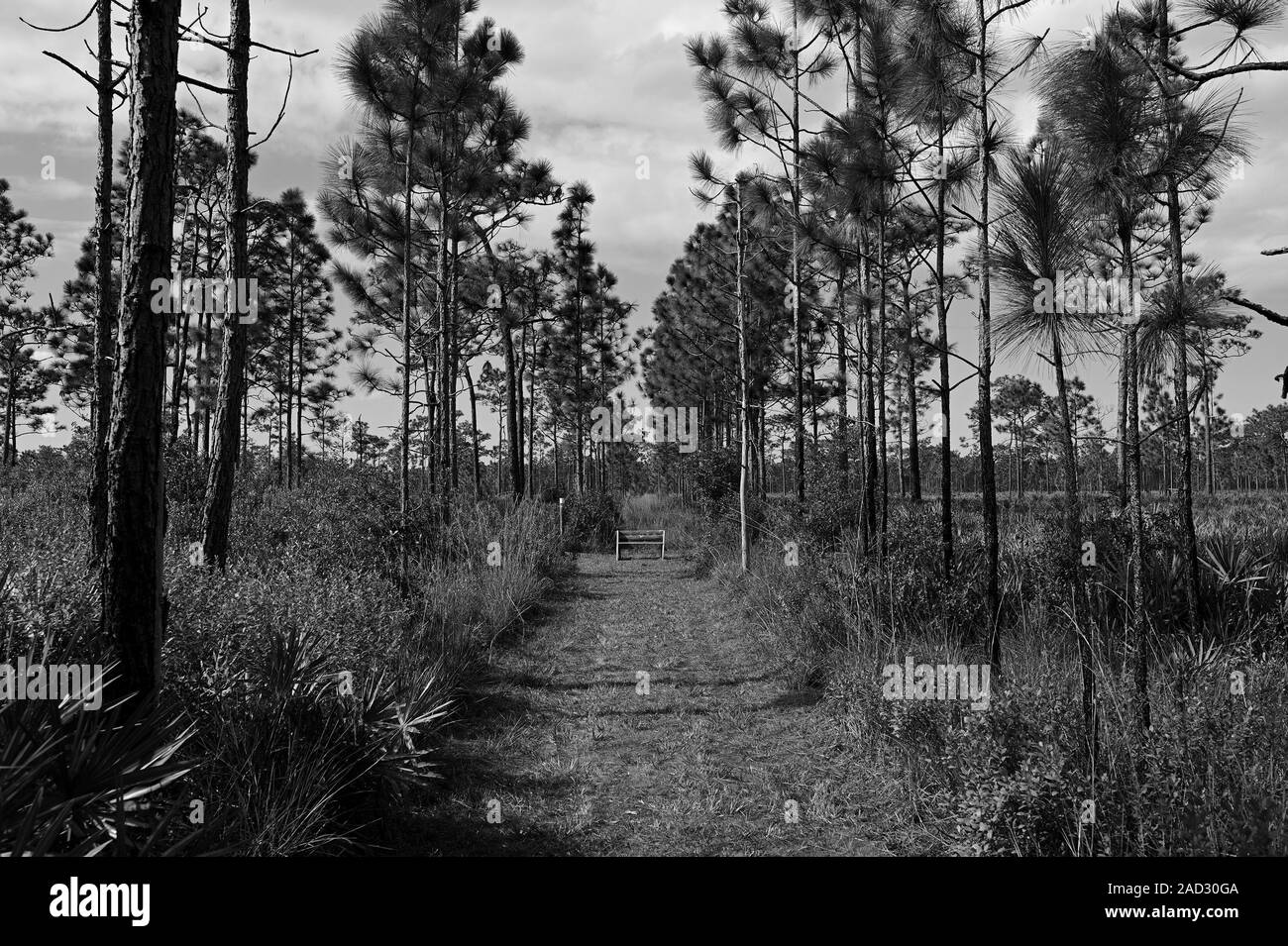 La Nature Conservancy è 11.500 acri di natura selvaggia Disney preservare vicino a Kissimmee, Florida ha la fauna selvatica e escursionismo. Foto Stock