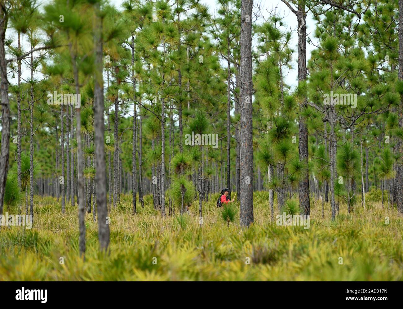 La Nature Conservancy è 11.500 acri di natura selvaggia Disney preservare vicino a Kissimmee, Florida ha la fauna selvatica e escursionismo. Foto Stock