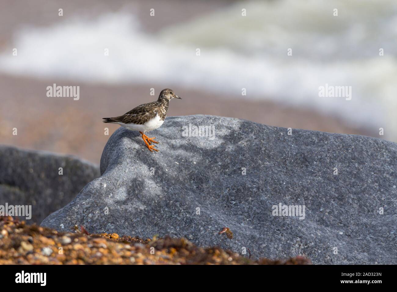 Turnstone (Arenaria interpres) in inverno piumaggio, costiere bird brown in bianco e nero upperparts parte inferiore bianca con gambe di colore arancione scuro e medie bill Foto Stock