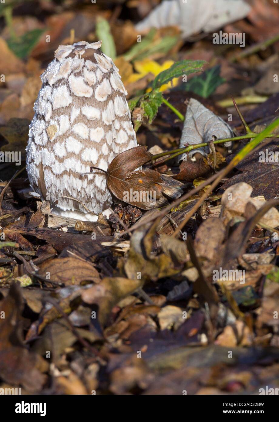 Shaggy copertura di inchiostro (Coprinus comatus) giovani freschi uovo biancastro calotta sagomata con fibre shaggy avvolge il gambo dopo la modifica di inky aprire il tappo. Ritratto. Foto Stock