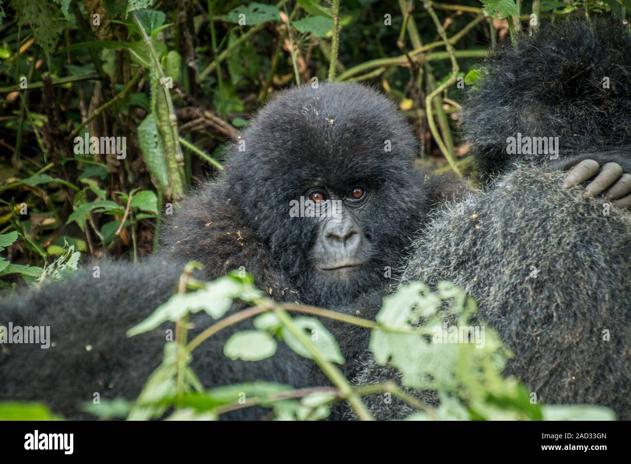 Baby gorilla di montagna si nasconde dietro la sua madre. Foto Stock