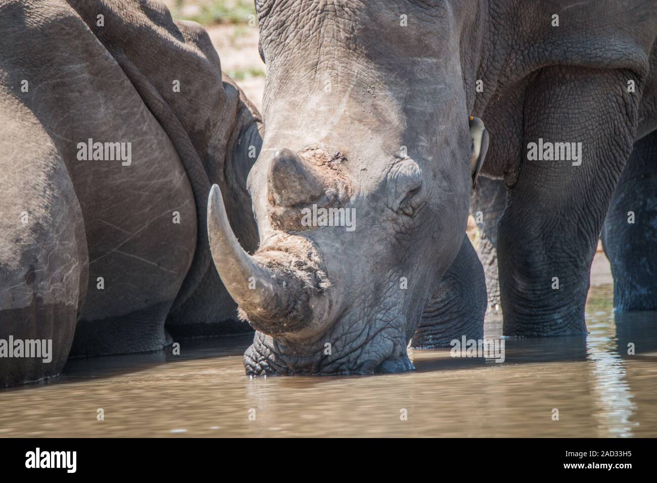 White Rhino acqua potabile. Foto Stock