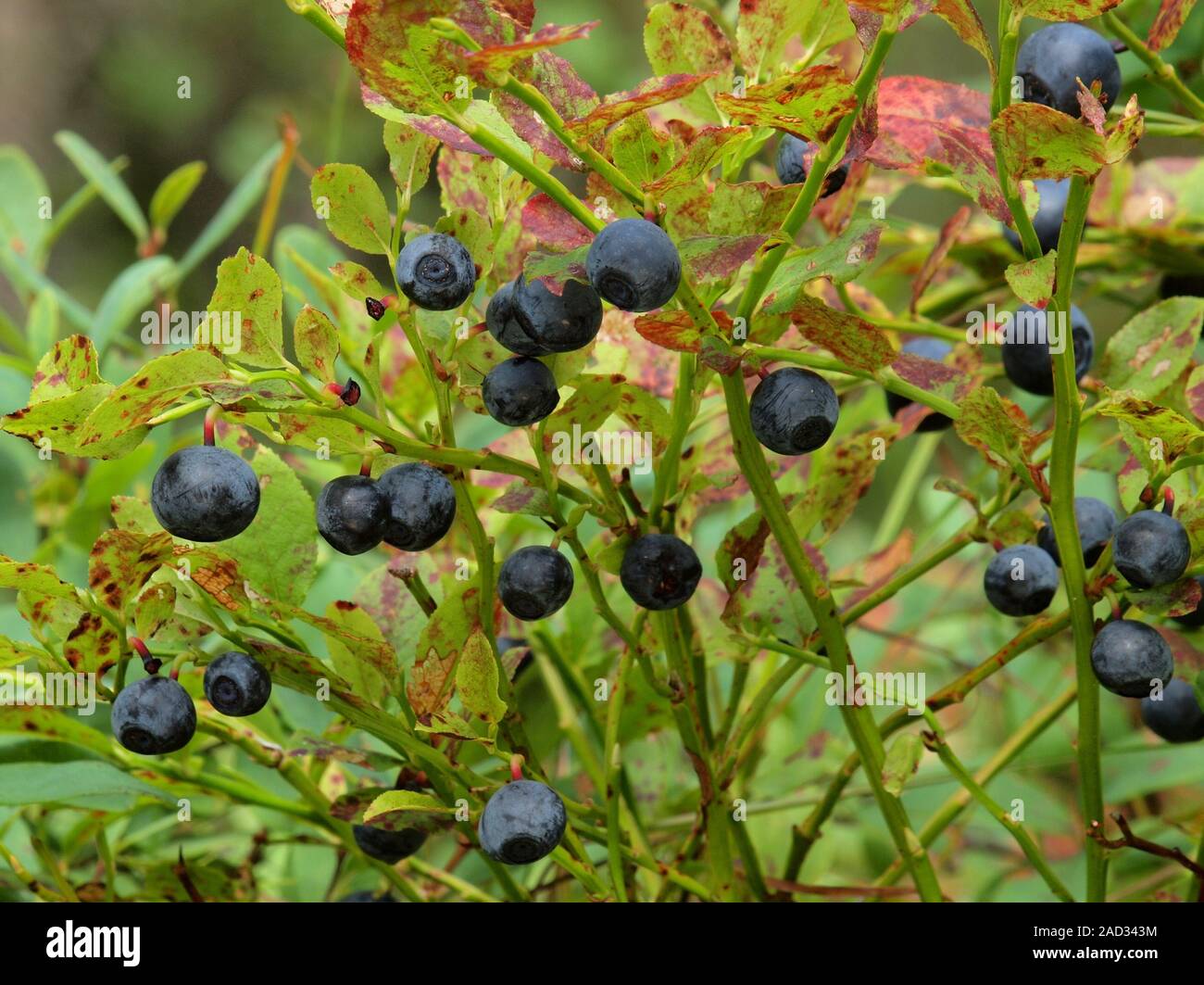 Il mirtillo, Vaccinium myrtillus Foto Stock
