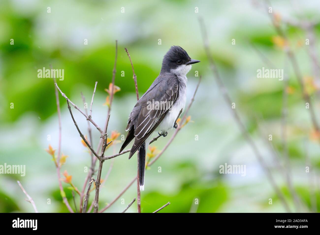 Kingbird orientale Foto Stock