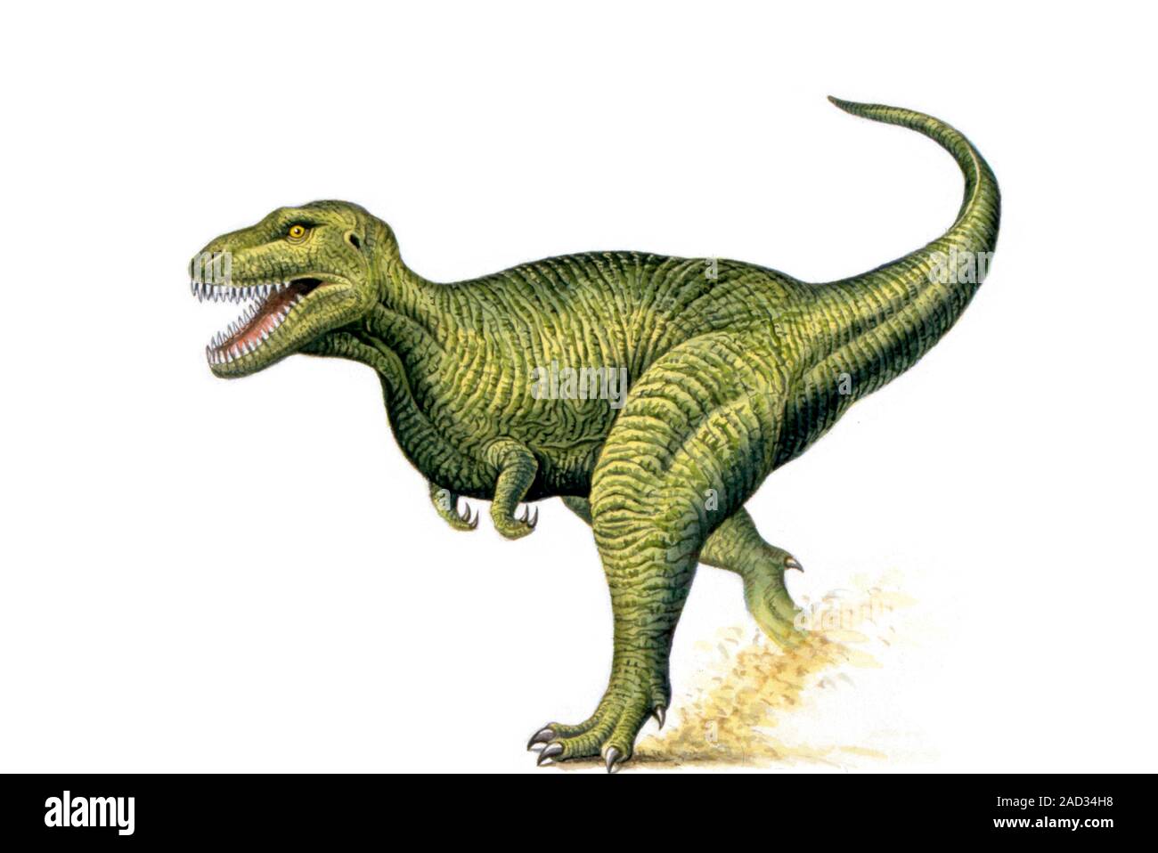 Tyrannosaurus rex. Computer illustrazione di un Tirannosauro Rex
